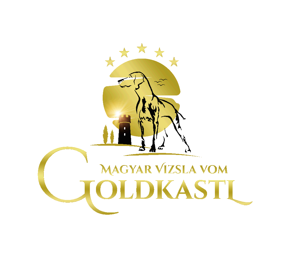Magyar Vizsla vom Goldkastl